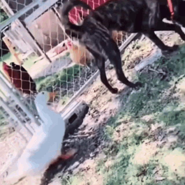 pet fails