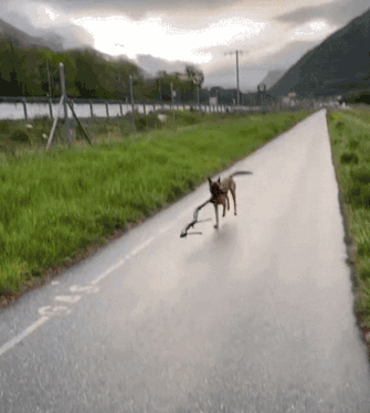 pet fails